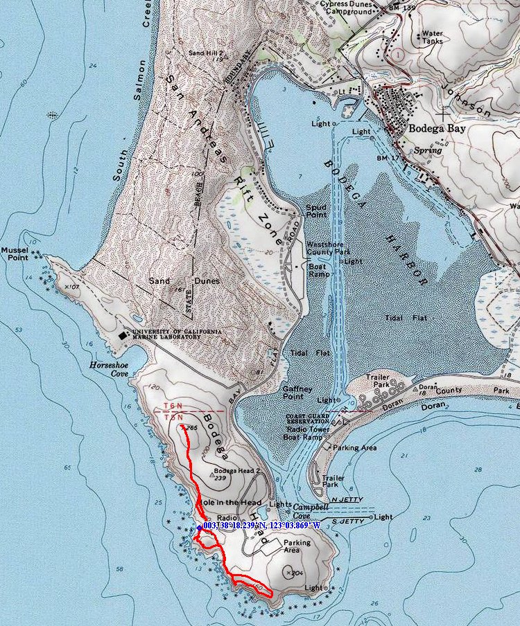 California Wildflower hikes, Bodega Headlands